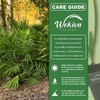 Wekiva Foliage Green Saw Palmetto - 4 Live Starter Plants