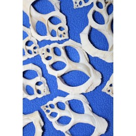 25- Center Cut White Bursa Rana Seashells, Decorative Ocean Shells, Seashell Jewely Supply, Beach Art, CS-98