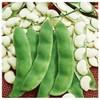 Henderson "Baby" Lima Bean Seeds