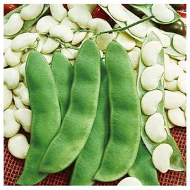 Henderson "Baby" Lima Bean Seeds