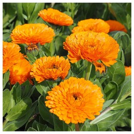 Everwilde Farms - 1 Lb English Marigold Wildflower Seeds - Gold Vault