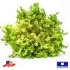 Maxboba Endive Seeds Frisee Non-GMO Heirloom - 500 Seeds