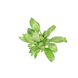 Platinum Mist Peace Lily - 6'' from California Tropicals