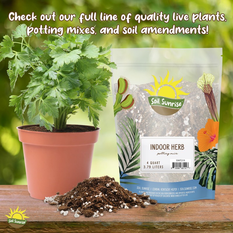 Live Citronella Geranium Plants (2-Pack); Pelargonium Citronella Scented Potted Plants
