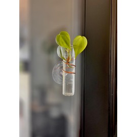 SWEET FEEDERS The Little Window Propagator- Window Plant Propagation Station with Removable Glass Test Tubes, Indoor Plant Clippings, Cut Flowers, Herbs, Succulents | Home Decor | Plant Lover Gift