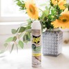 Raid Ant and Roach Killer, Aerosol Spray with Essential Oils