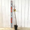 Chestnut Seedling Porotan (PVP) 4.7 inches (12 cm) Pot Seedling,