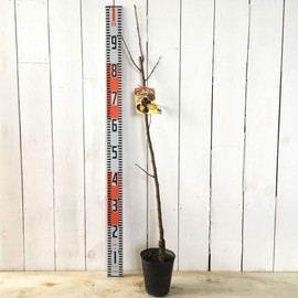 Chestnut Seedling Porotan (PVP) 4.7 inches (12 cm) Pot Seedling, Clatery