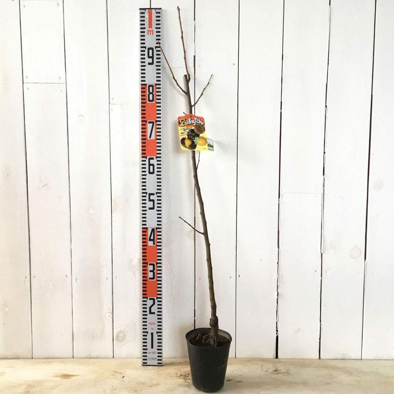 Chestnut Seedling Porotan (PVP) 4.7 inches (12 cm) Pot Seedling,