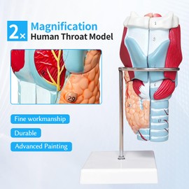 Human Larynx Anatomy 3D Model, 2 x Throat Model, Dismountable, 5 Pieces with Anatomical Markings & PVC Base for Medical Physiology Study Teaching (Larynx Model)