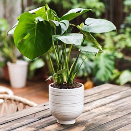 HERDUK White Ceramic Planter Pot with Drainage Hole, 7 Inch Plant Pot, Cylinder Round Planter Pots for Indoor/Outdoor Plants, Garden Decor