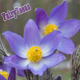 Fairy7Seas Anemone Seeds - Pulsatilla Vulgaris - Pasque Flower, Anemone Vulgaris Violet - 25 Seeds