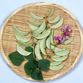 Hyacinth Bean - Akhana Fujimame - 1 Lb ~2400 Seeds - Non-GMO, Heirloom - Asian Garden Vegetable & Flower