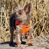 Doggie Design No Choke Dog Harness - Simple Step-in and