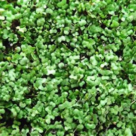 Basic Salad Mix Microgreens Seeds | Non-GMO Micro Green Seed Blend | Broccoli, Kale, Kohlrabi, Cabbage, Arugula, & More (1 Pound)