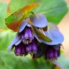 Outsidepride Cerinthe Major - 50 Seeds