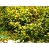 High quality Bacopa Monnieri Moneywort Freshwater Live Aquarium Plants 25+