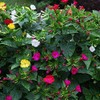 UtopiaSeeds Mixed Four O'Clock Seeds - Mirabilis Jalapa - Heat