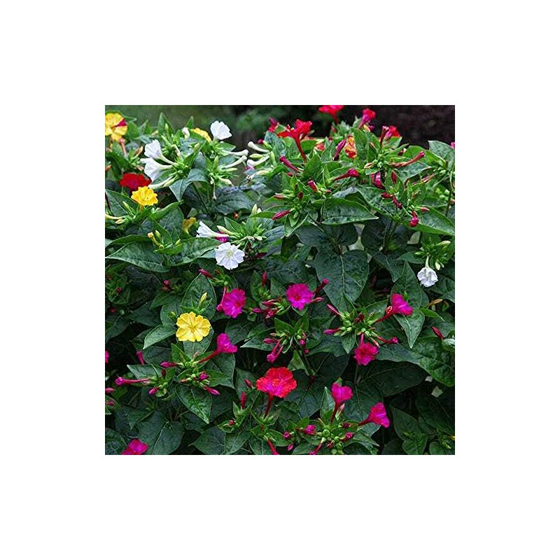 UtopiaSeeds Mixed Four O'Clock Seeds - Mirabilis Jalapa - Heat