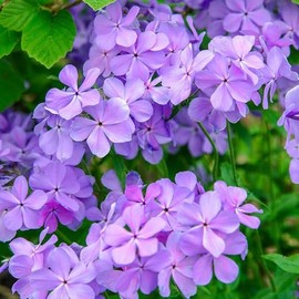 50 Blue Moon Phlox Seeds Flower Perennial Seed Flowers Butterfly Perennial Flower Garden Seed Flowers Seed Flower