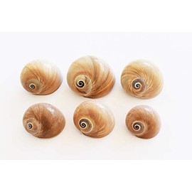 6 Select Whales Eye Moon Shells Seashells (1-1.5") Beach Crafts Hermit Crabs - Florida Shells and Gifts Guaranteed