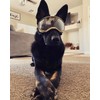 K9 Dog Goggles Tactical Protection Police Exceed Military Standards, Large