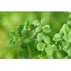 Earthcare Seeds Oregano Common Italian 1000 Seeds (Origanum vulgare) Heirloom