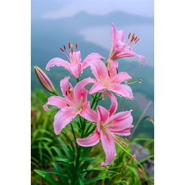 LanQx 3pcs Lily Bulbs for Planting - Perennial Oriental & Asiatic Lily Flower Bulbs, Fragrant Summer Blooming Bulbs, Easy to Grow for Garden, Containers & Cut Flowers (Pink,3)