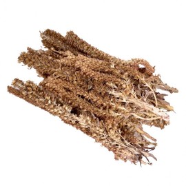 Fresh Herbal Korean Orostachys japonicus (Wasong) 100g Dried Raw Material