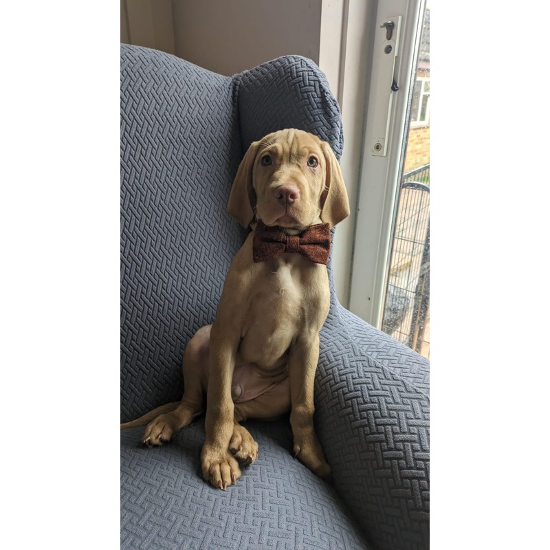 Burnt Orange Wool Dog Bow Tie