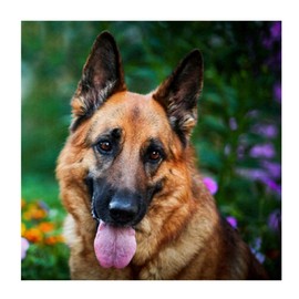 YaYiYo DIY Diamond Painting Kits, German Shepherd Animal Pattern Art Rhinestone Crystal Embroidery Diamond Cross Stitch for Children, 30 x 30 cm (11.8 x 11.8 inch)