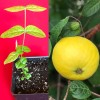 9waters Araza Araca Boi Eugenia Stipitata Yellow Aromatic Fruit Tropical