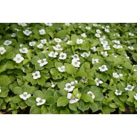 CZ Grain 30 Bunchberry Bush Seeds for Planting - Cornus Canadensis - Bunchberry Dogwood