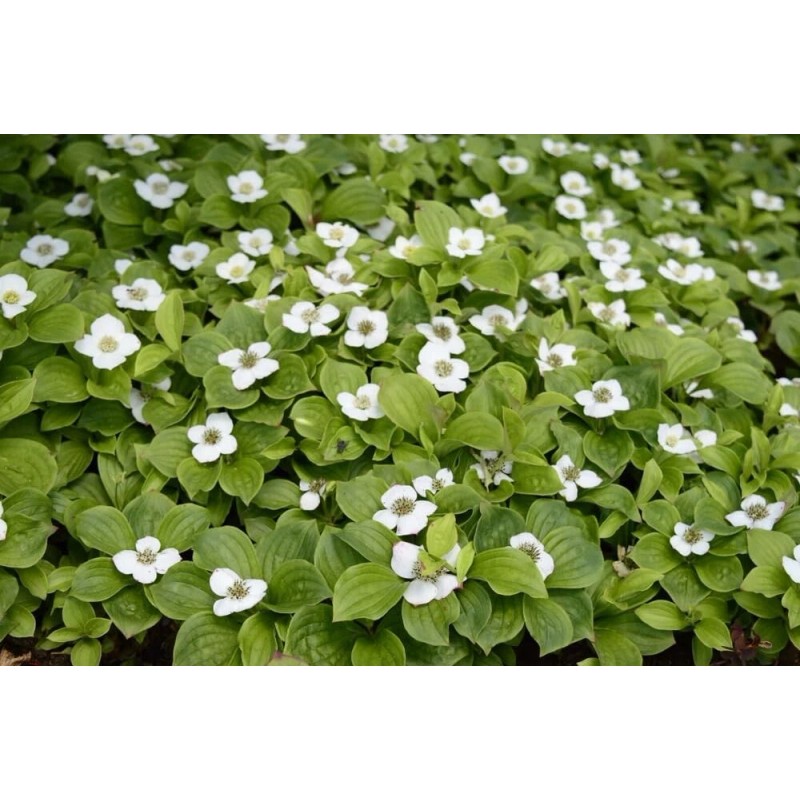 CZ Grain 30 Bunchberry Bush Seeds for Planting - Cornus