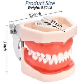 ZENFUN Dental Typodont Model, Demonstration Teeth Model, Standard Dental Model with 28Pcs Screw-in Removable Teeth for Study, Teaching, Practice, Compatible with Kilgore Nissin 200 Type