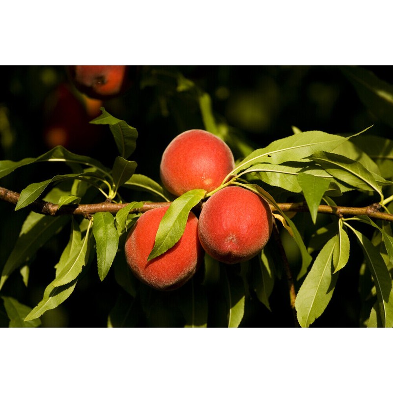 Pure Herbs: Peach Leaf - 4 oz.