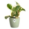 elho Brussels Round Mini 9.5 - Flower Pot for Indoor