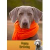 Weimaraner Birthday Card