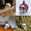 Objectz Skull Decoration, Skeleton Skull Decoration - Can also be