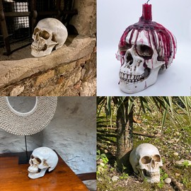 Objectz Skull Decoration, Skeleton Skull Decoration - Can also be used as a Money Box (Antique White)