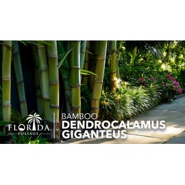 Dendrocalamus Giganteus Bamboo | 2 Large Gallon Size Plants | Fast-Growing Privacy Screen | Giant Live Outdoor Greenery | Sustainable Garden Solution