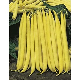 Yellow Cherokee Wax Bush Bean Seeds - 100 Count Seed Pack - Produces beans with a tender, slightly nutty flavor. - Country Creek LLC