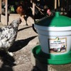 Harris Farms Large Flock Easy-Fill Poultry Drinker, Made with BPA-Free