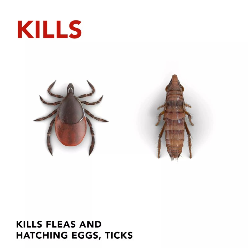 Raid 3 Cans Raid Flea Killer Plus Carpet & Room