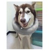 Inflatable Dog Neck Collar PVC Soft Keep Warm Dog Cone