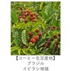 Mika Roast Coffee Brazilian Queen Chocolat Coffee, 17.6 oz (500
