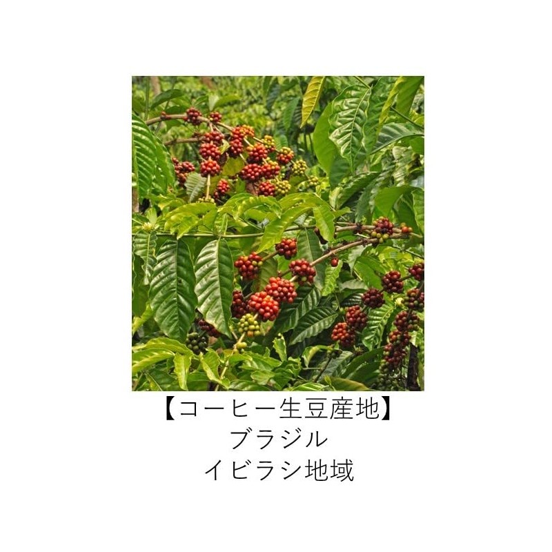 Mika Roast Coffee Brazilian Queen Chocolat Coffee, 17.6 oz (500