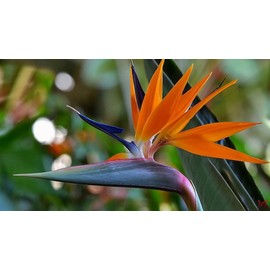 Seeds4planting - Seeds Bird of Paradise Strelitzia Crane Perennial Flowers for Planting