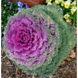 Flowering Kale Mix Fringed Seeds – Brassica Oleracea | Biennial | Ornamental & Edible | Cold-Hardy & Vibrant Colors