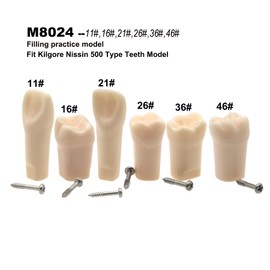 Typodont Fit for Kilgore Nissin 500 Type Dental Model 1:1 Screw-in Replacement Practice Filling Training Teeth Model M8024-6 Practicing Study Teach 6Pcs/Set